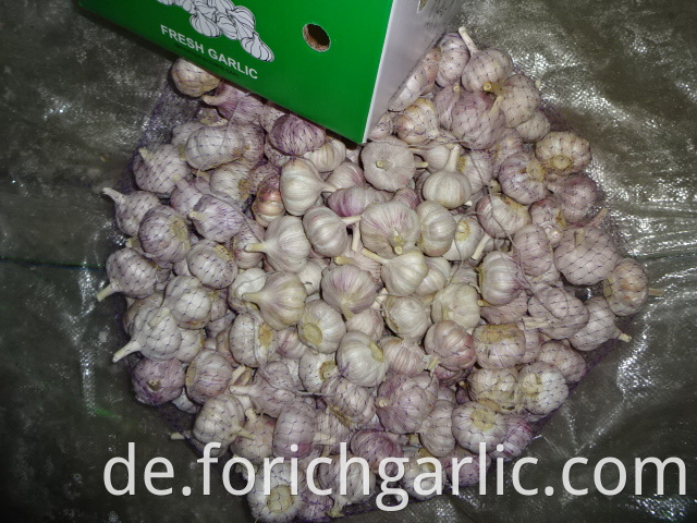 Fresh Regular Garlic Crop 2019